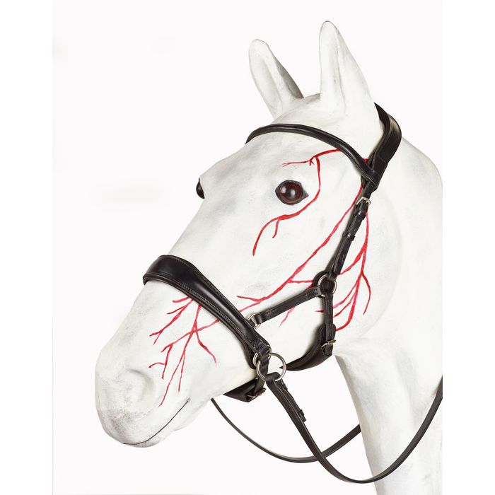 Jeffries Gentle Bitless Bridle - Premium Range