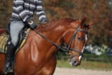 Why Stirrup Length Matters