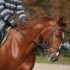 Horses recognise human emotions