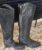 Ariat Bromont Pro Tall Waterproof Insulated Riding Boot