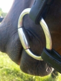 Fitting a Bit for your Horse