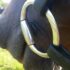 Choosing the Right Bridle: Impact on Horse Behavior and Performance