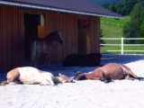 Can Bedding Improve your Horse’s Performance?