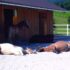 Can Horse People Get Along with each other?