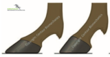 Can Hoof Shape Influence Saddle Slip?