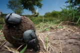 Encouraging Dung Beetles!