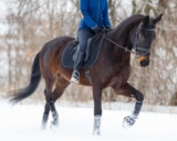 Horses change shape – so should your saddle