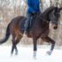 Choosing the Right Bridle: Impact on Horse Behavior and Performance