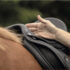 Progression of Equine Skeletal Development