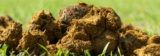 Getting up close and personal with horse poo!