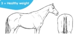 How to Body Score Your Horse