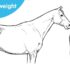 Recognising saddle fitting problems