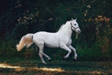How to prevent back pain in horses