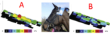 IS THE NOSEBAND THE ONLY CONCERN IN BRIDLE FIT?