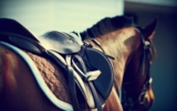 Saddle Fitting Services