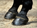 No Foot, No Horse!