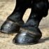 Targeting Your Horse’s Core Strength