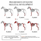Progression of Equine Skeletal Development