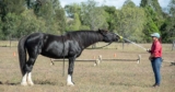 Targeting Your Horse’s Core Strength