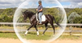 The Confident Horse