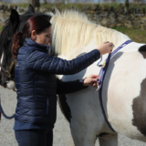 How to Measure a Horses Weight