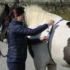 How to Body Score Your Horse